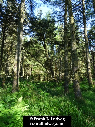 Cavan Burren